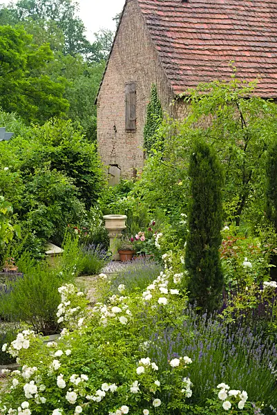 672038 - Rosen (Rosa) und Lavendel (Lavandula) in einem Bauerngarten vor einer alten Scheune