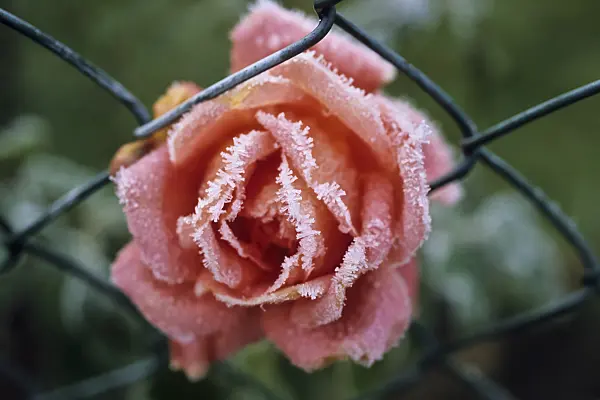 432069 - Rosenblüte mit Raureif