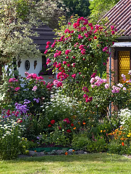 461081 - Roses and perennial border in an allotment garden
