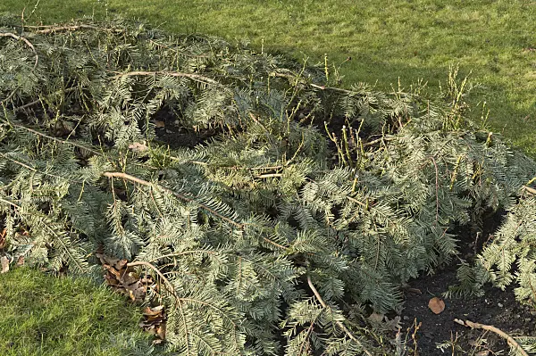 517027 - Roses covered with evergreen branches as winter protection