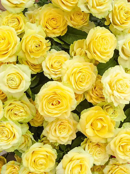 426178 - Roses (Rosa)