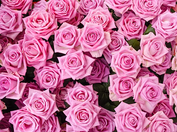 426179 - Roses (Rosa)
