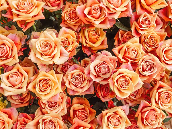 426180 - Roses (Rosa)