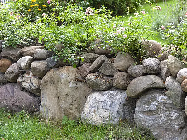 474518 - Roses (Rosa) a a cobblestone wall