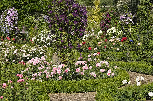 522052 - Roses (Rosa) and clematis (Clematis)