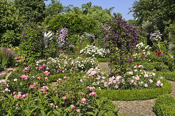 522053 - Roses (Rosa) and clematis (Clematis)