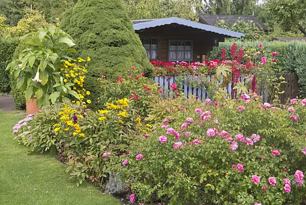 573080 - Roses (Rosa) and false sunflowers (Heliopsis helianthoides var. scabra) in an allotment garden
