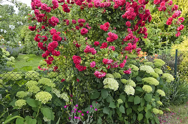 534035 - Roses (Rosa) and hydrangeas (Hydrangea)