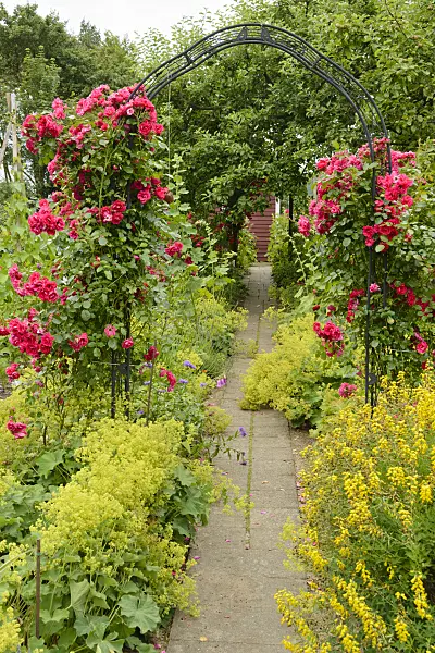 558274 - Roses (Rosa) and lady's mantles (Alchemilla)