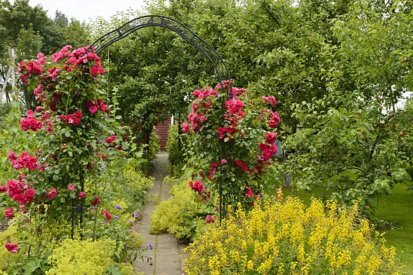 558275 - Roses (Rosa) and lady's mantles (Alchemilla)