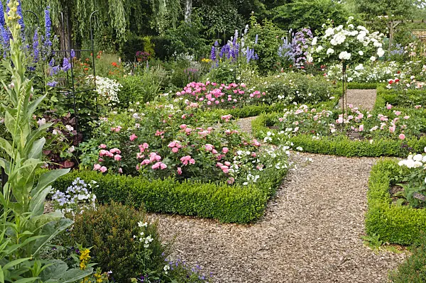 486027 - Roses (Rosa) and larkspurs (Delphinium)