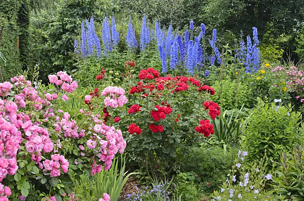 534061 - Roses (Rosa) and larkspurs (Delphinium)