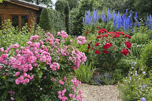 534049 - Roses (Rosa) and larkspurs (Delphinium) in a perennial garden