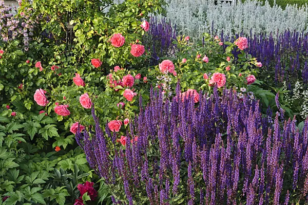473017 - Roses (Rosa) and woodland sages (Salvia nemorosa)