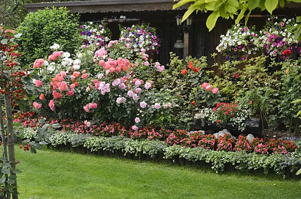 534037 - Roses (Rosa), begonias (Begonia) and petunias (Petunia) in front of a garden house