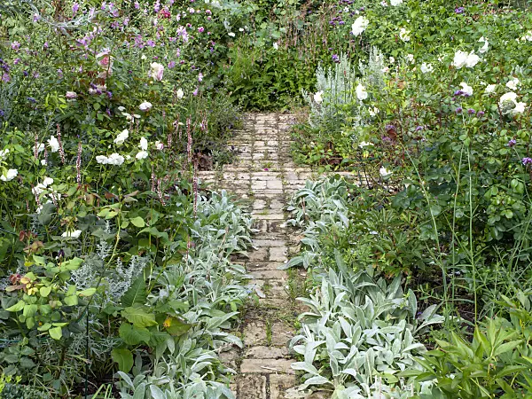 463114 - Roses (Rosa), betonies (Stachys) and vervains (Verbena)