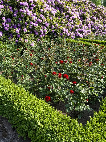 461006 - Roses (Rosa), boxwoods (Buxus) and rhododendrons (Rhododendron)