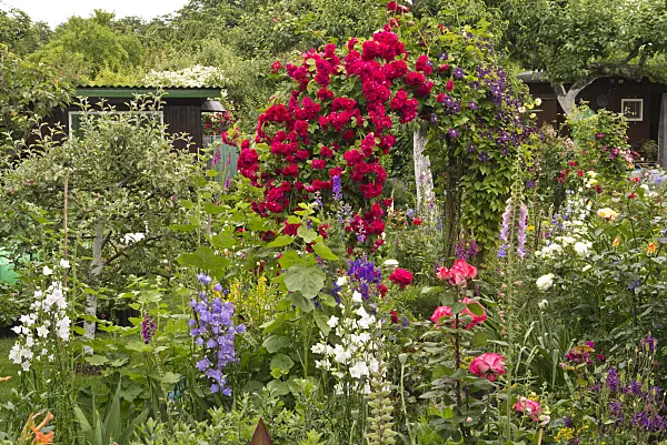 545177 - Roses (Rosa), clematis (Clematis), bellflowers (Campanula) and foxgloves (Digitalis)