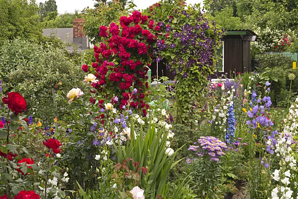 545176 - Roses (Rosa), clematis (Clematis), bellflowers (Campanula), fleabanes (Erigeron) and larkspurs (Delphinium)