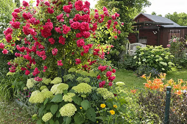 534034 - Roses (Rosa), hydrangeas (Hydrangea) and day lilies (Hemerocallis) in an allotment garden