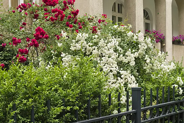 534255 - Roses (Rosa) in the front garden of an apartment building
