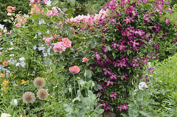 534062 - Roses (Rosa), poppies (Papaver) and clematis (Clematis)