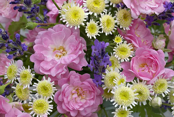 452147 - Roses (Rosa The Fairy), feverfews (Tanacetum parthenium) and common lavenders (Lavandula angustifolia)