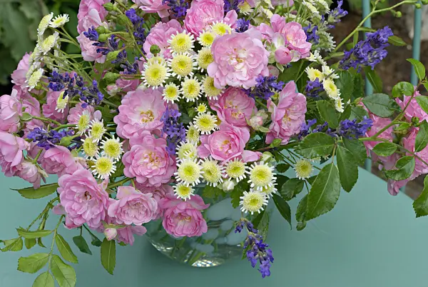 452148 - Roses (Rosa The Fairy), feverfews (Tanacetum parthenium) and common lavenders (Lavandula angustifolia)