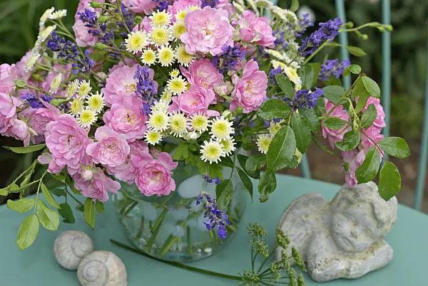 452150 - Roses (Rosa The Fairy), feverfews (Tanacetum parthenium) and common lavenders (Lavandula angustifolia)