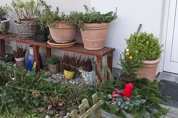 527038 - Roses (Rosa) with winter protection and container plants in a front garden