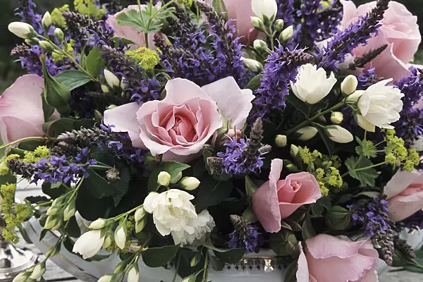 440219 - Roses (Rosa), woodland sage (Salvia nemorosa), lady's mantle (Alchemilla mollis) and sweet mock orange (Philadelphus coronarius)