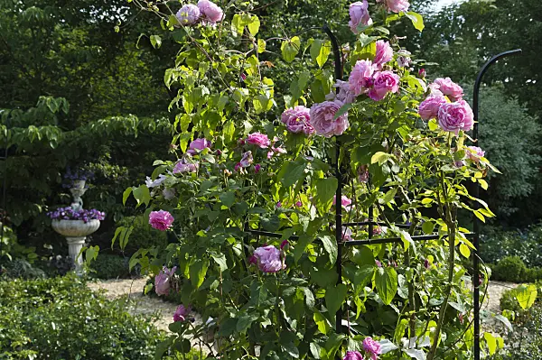 509048 - Rosier anglais (Rosa Gertrude Jekyll) avec un espalier dans une roseraie
