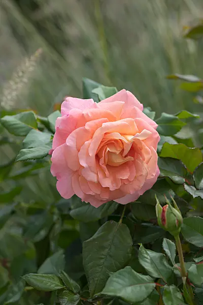 675345 - Rosier arbustif (Rosa Augusta Luise)