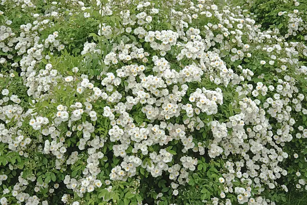 490148 - Rosier arbustif (Rosa Dentelle de Bruges)