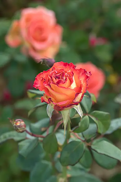 675348 - Rosier arbustif (Rosa Elisabeth von Thüringen)