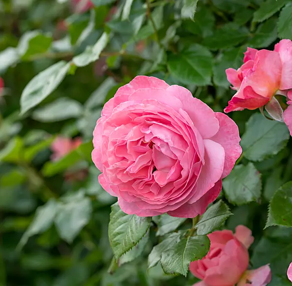 664399 - Rosier arbustif (Rosa Kölner Flora)