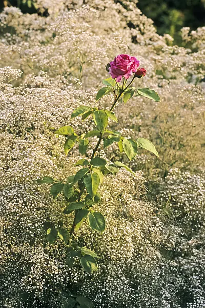366058 - Rosier Bourbon (Rosa Mme. Isaac Pereine) et gypsophile (Gypsophila)