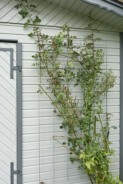 559073 - Rosier Bourbon (Rosa Prince Charles)