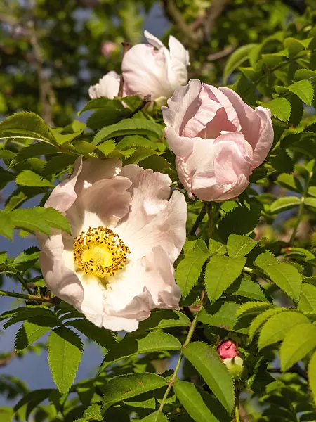 438035 - Rosier châtaigne (Rosa roxburghii)