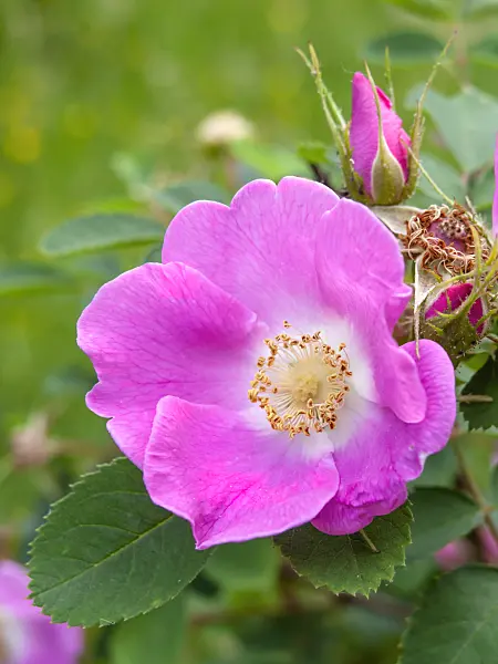 448087 - Rosier de Nootka (Rosa nutkana)