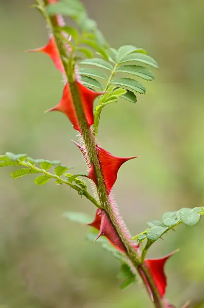 521324 - Rosier de Omei (Rosa omeiensis)