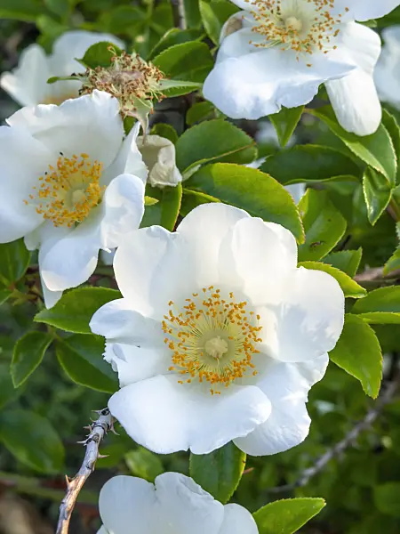 448088 - Rosier des Cherokees (Rosa laevigata)