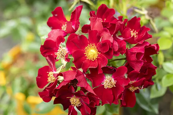 616332 - Rosier florifère (Rosa Bienenweide Rot)