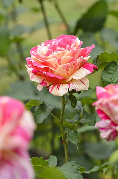 521244 - Rosier florifère (Rosa Méli-Mélo)