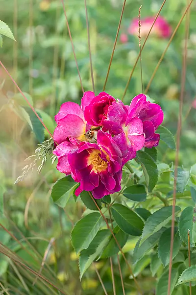 675352 - Rosier florifère (Rosa Weg der Sinne)