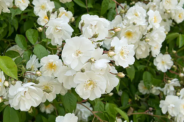 664393 - Rosier grimpant (Rosa Bobby James)