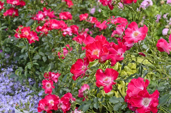 521276 - Rosier grimpant (Rosa Dortmund)