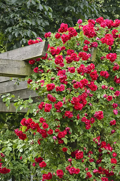 522001 - Rosier grimpant (Rosa Flammentanz)