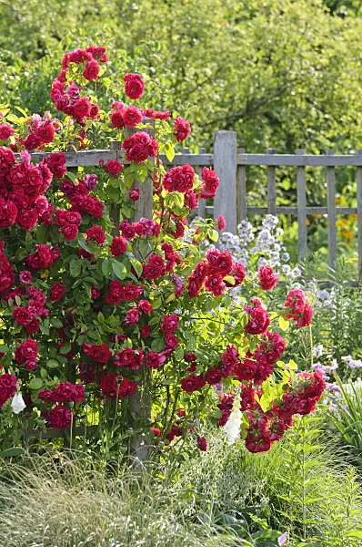 485196 - Rosier grimpant (Rosa Gruß an Heidelberg)