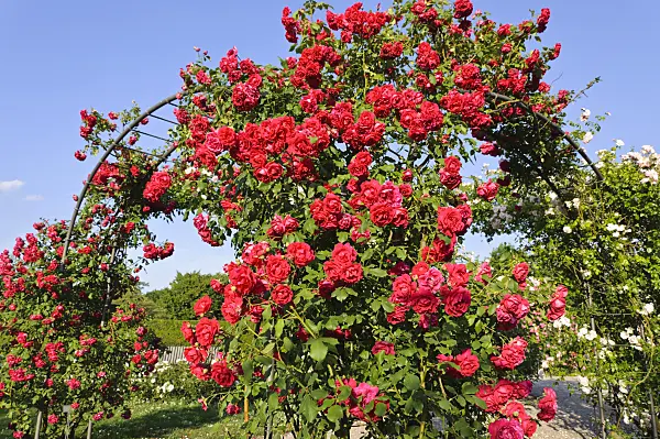 485207 - Rosier grimpant (Rosa Gruß an Heidelberg)